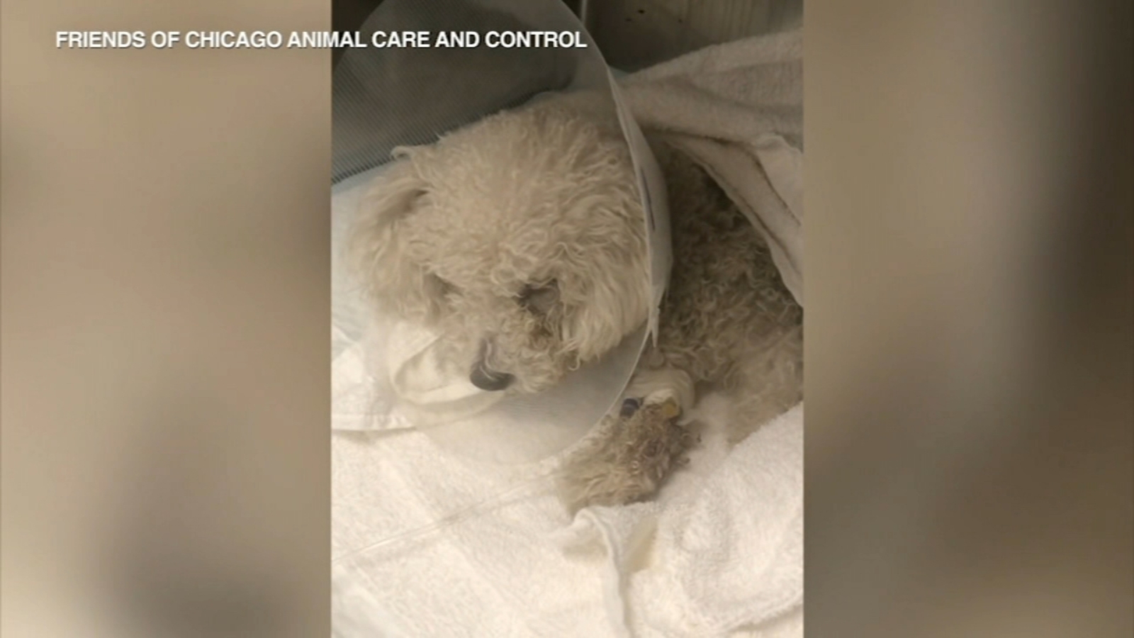 Dog recovering after being thrown from moving car in Englewood ABC7 Chicago