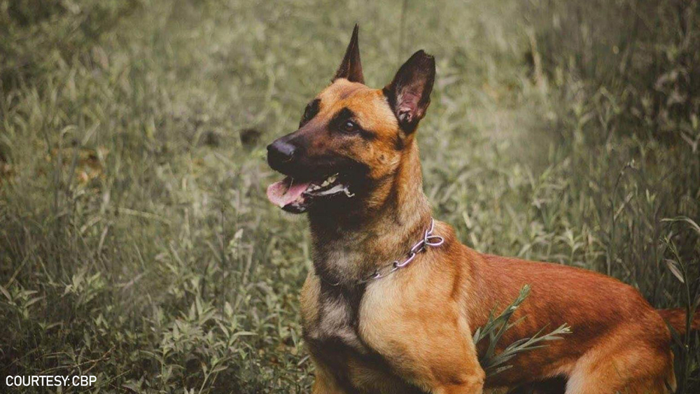 K-9 agent killed during confrontation in El Paso