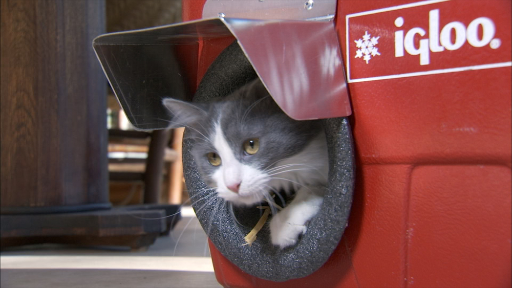 How to Make Easy Shelters for Stray Cats