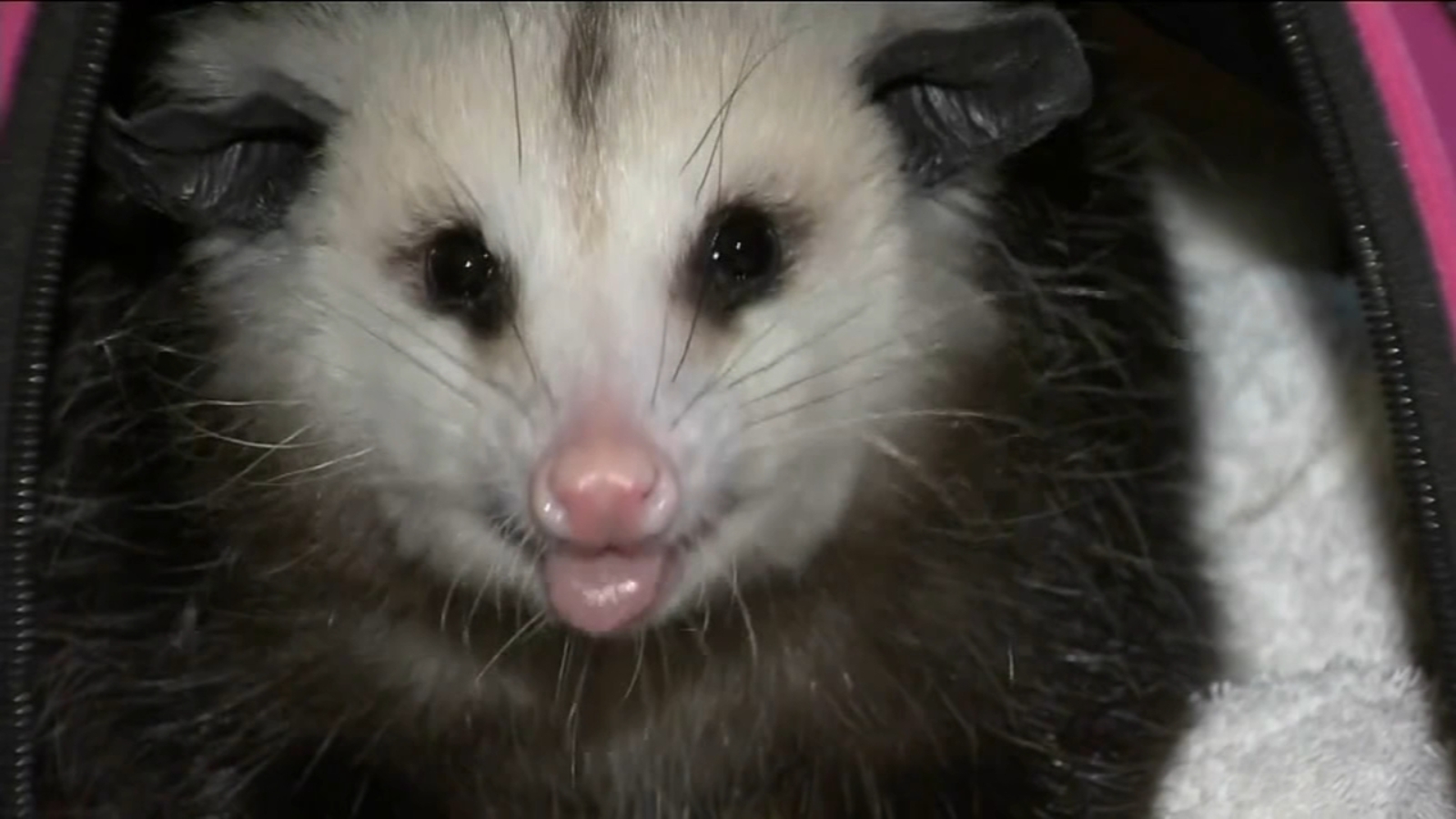 California man with pet opossum kicked off JetBlue flight 6abc