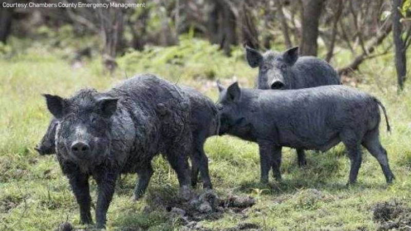 Wild Hog Hunt And Control Program In Place Month After Woman Killed In Attack Abc13 Houston
