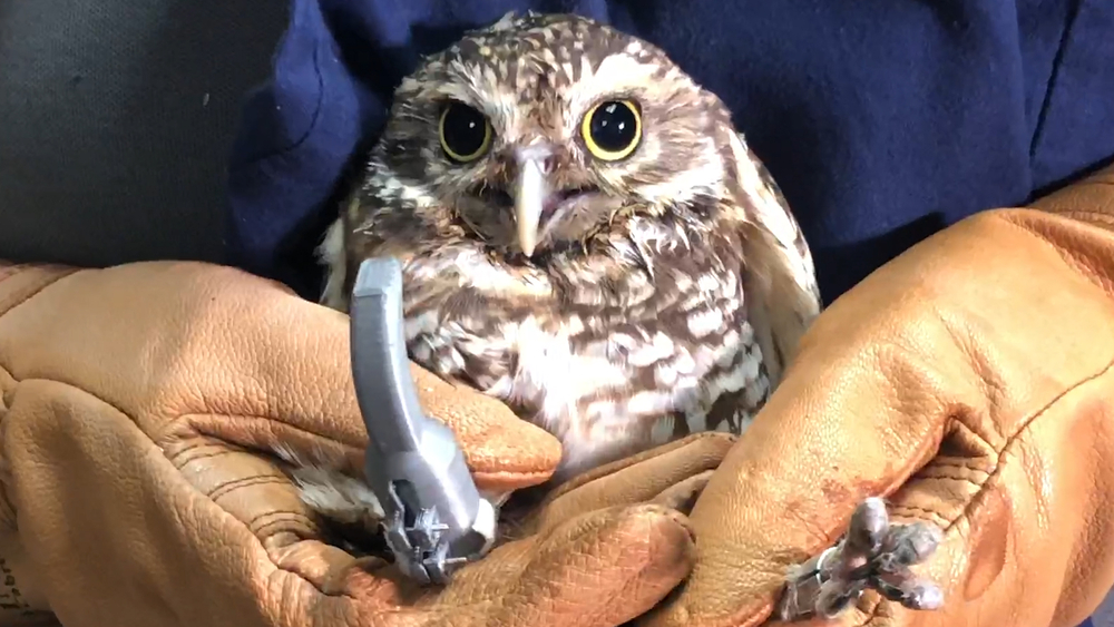 Owl's life saved by 3D printed prosthetic 