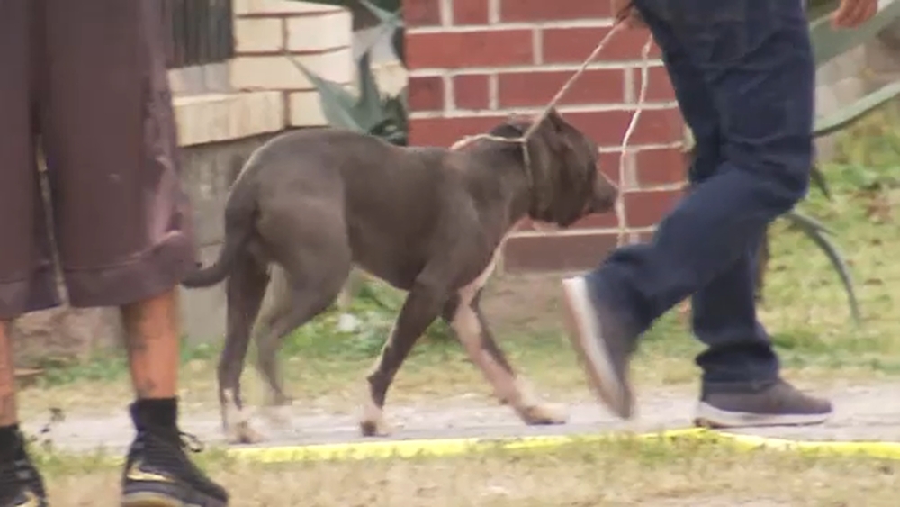Woman killed by 3 pit-bulls in north Houston