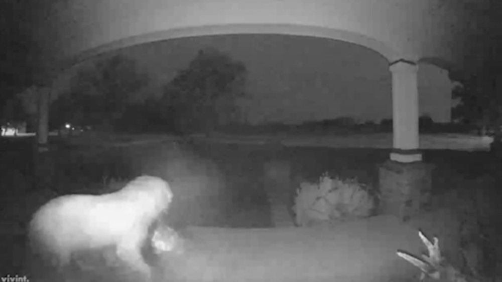 Doorbell camera catches dog stealing package from Oklahoma porch 