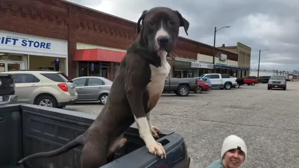 Dog adopted after joining in on Dunn charity run