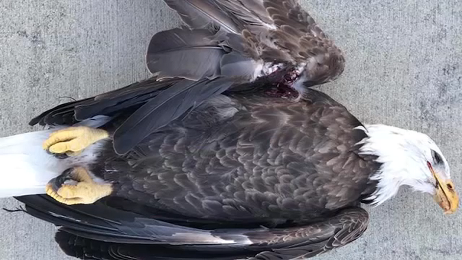 Indiana conservation officials ask for public's help to find person who