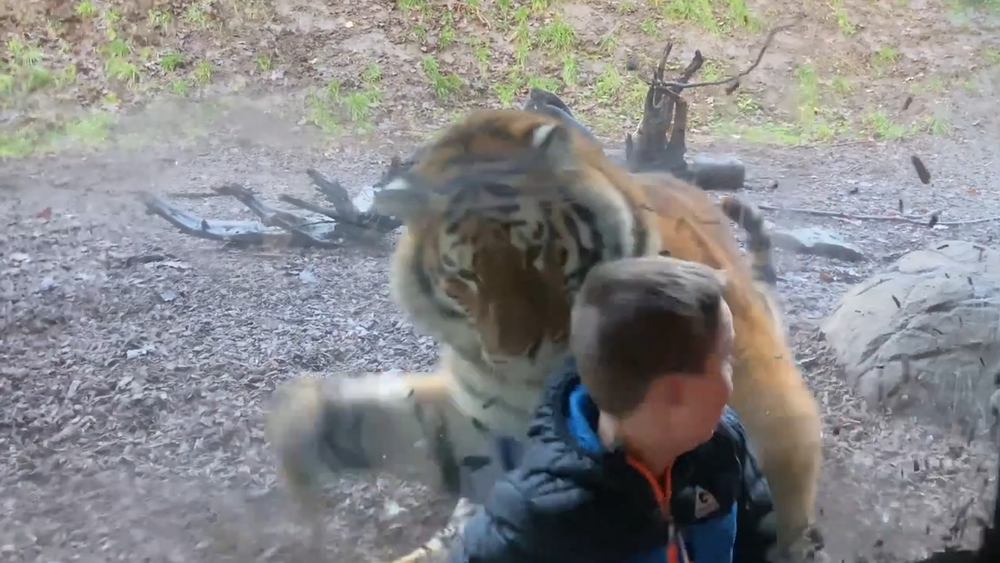 VIDEO: Tiger charges little boy visiting Dublin Zoo