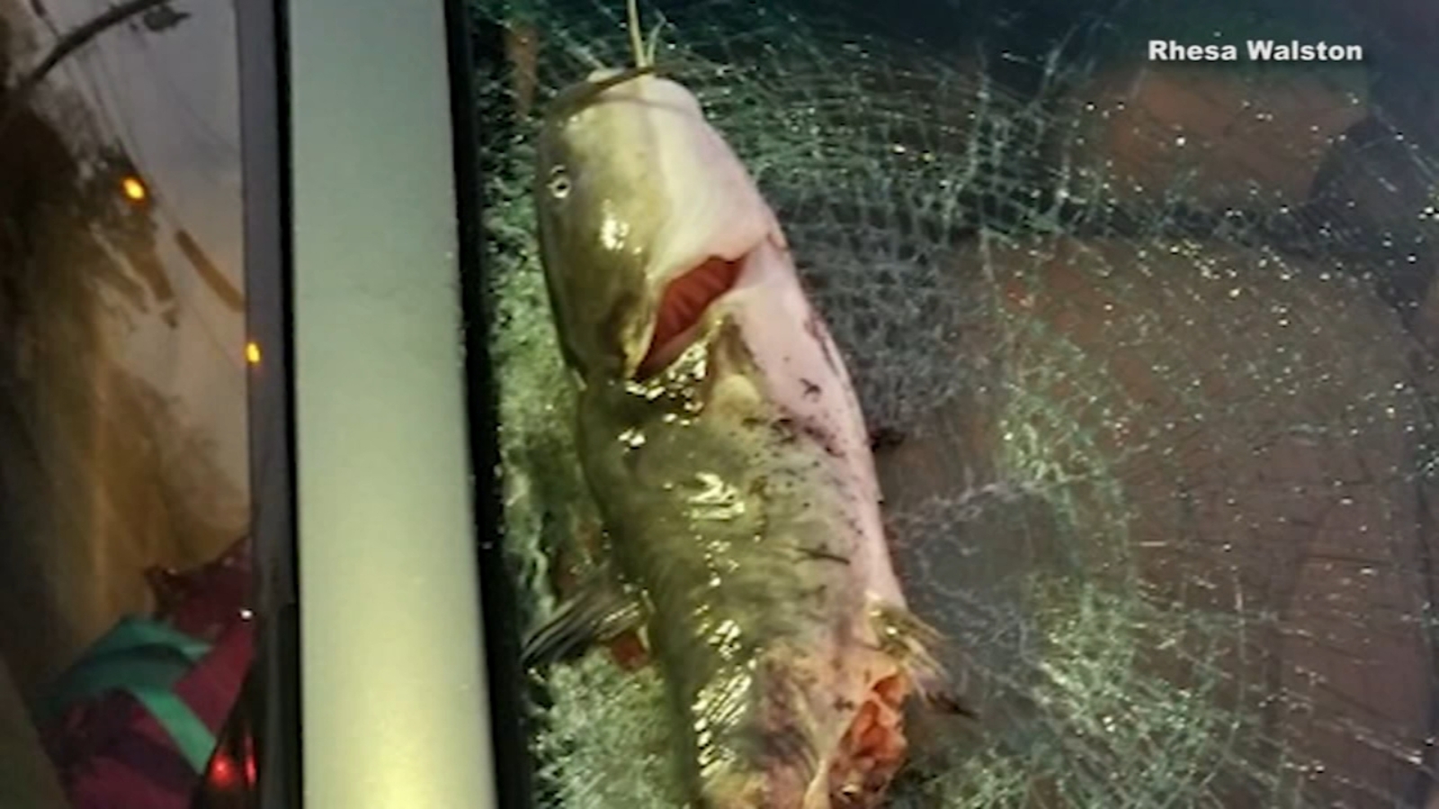Falling catfish shatters North Carolina woman's windshield ABC7 Los
