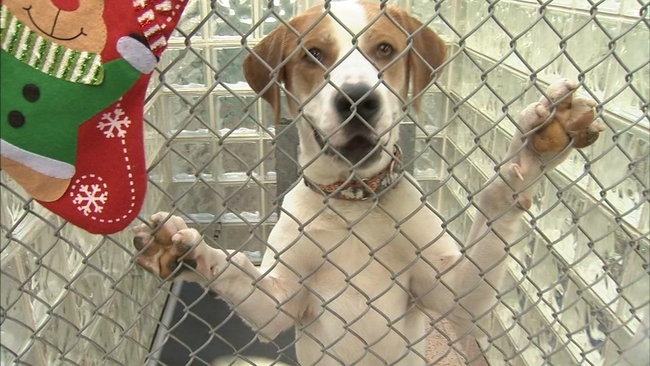 Spca - 6abc Philadelphia