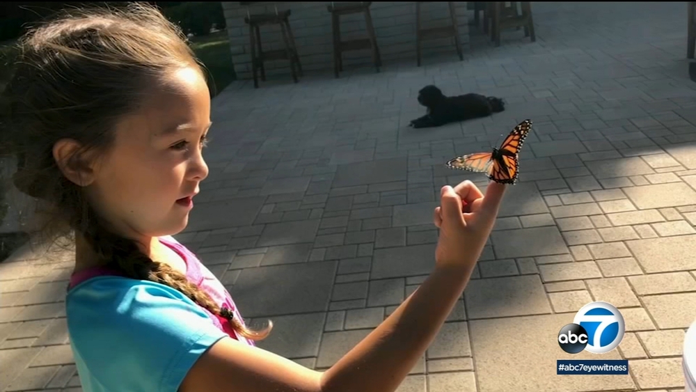 Protecting the future of monarch butterflies