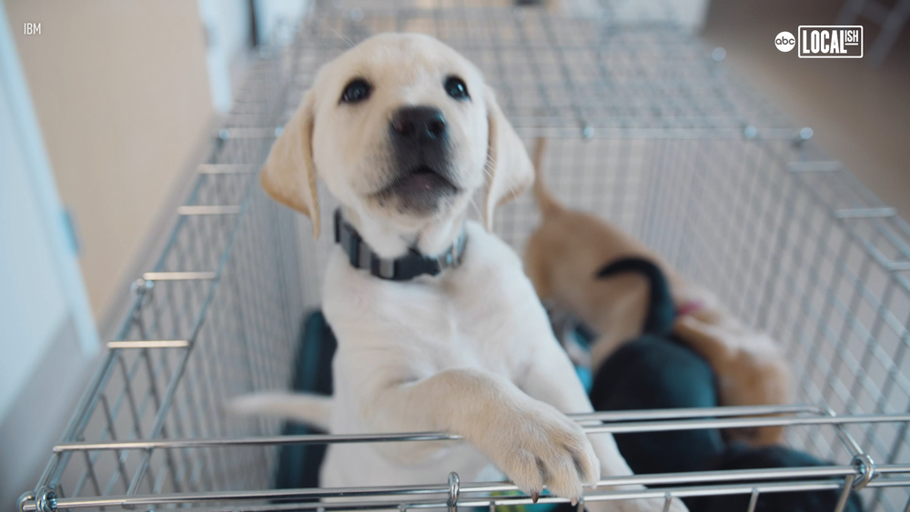 These collars made by NCSU help puppies become guide dogs