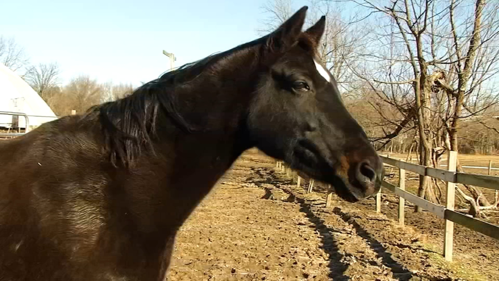 Shelter Me visits Majoda Stables in Moorestown, New Jersey to meet the