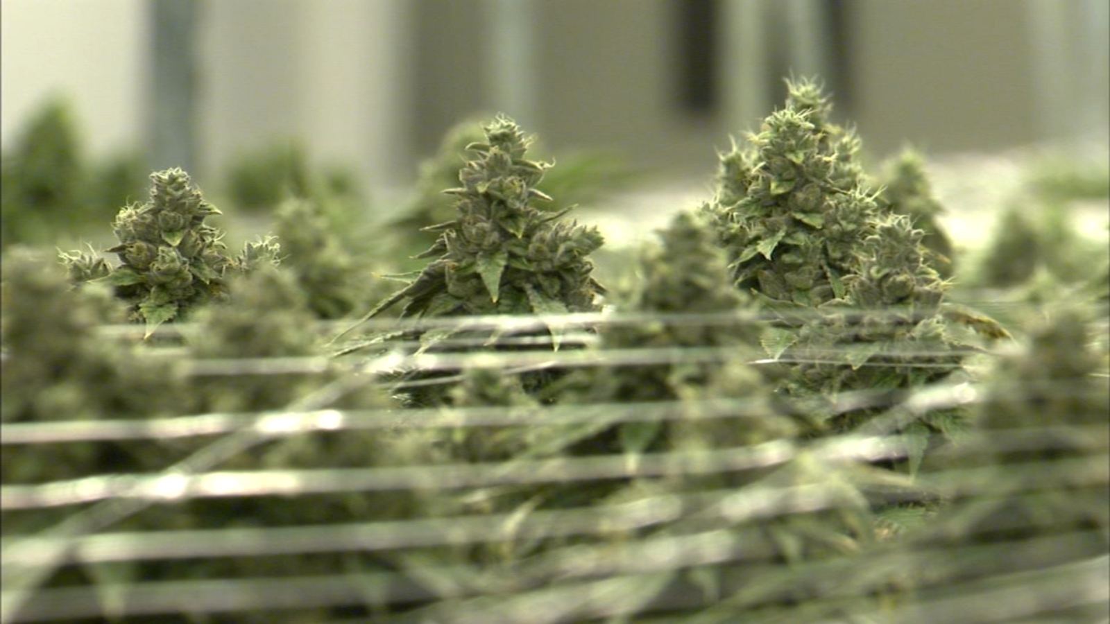 Long lines, high demand expected on first day of legal marijuana in Illinois