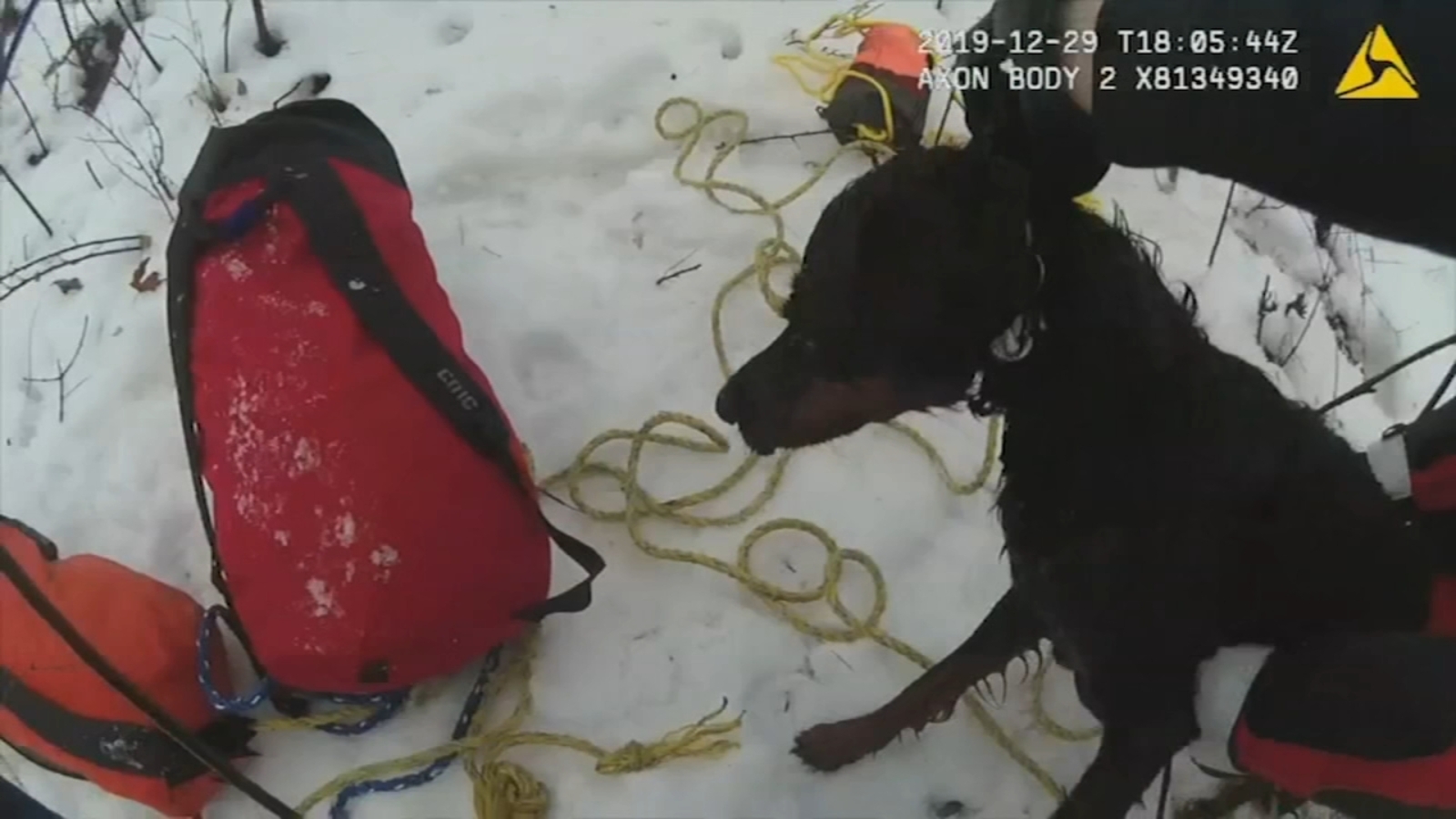 VIDEO | Dog saved after falling through ice in tense rescue - ABC13 Houston