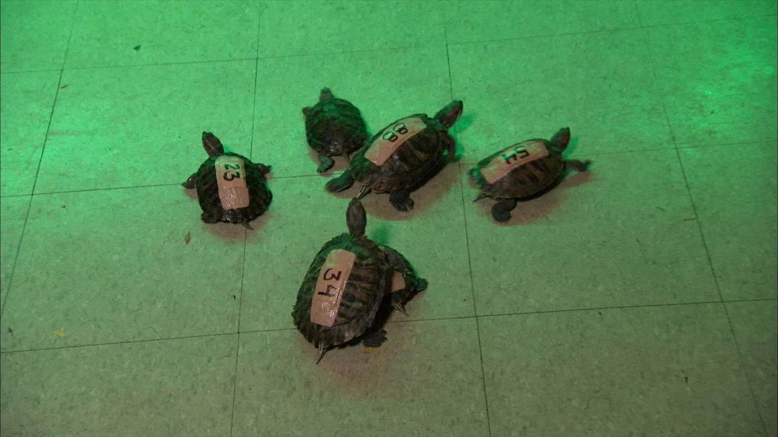 Chicago Bar Races Turtles for Prizes ABC7 Chicago