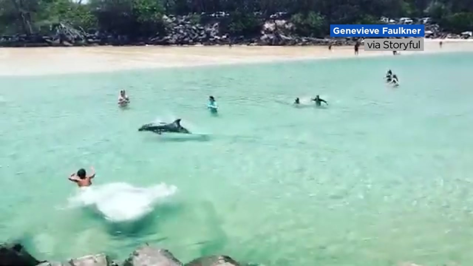 VIDEO: Dolphin swims among delighted beachgoers in Australia | abc11.com