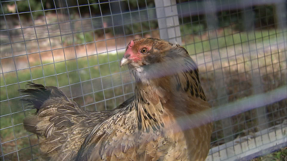 Ever wanted to rent a chicken? Now you can!