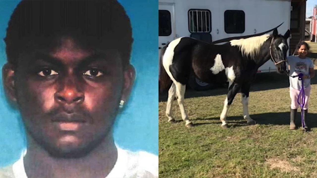 Man accused of stealing horse and riding it until it died