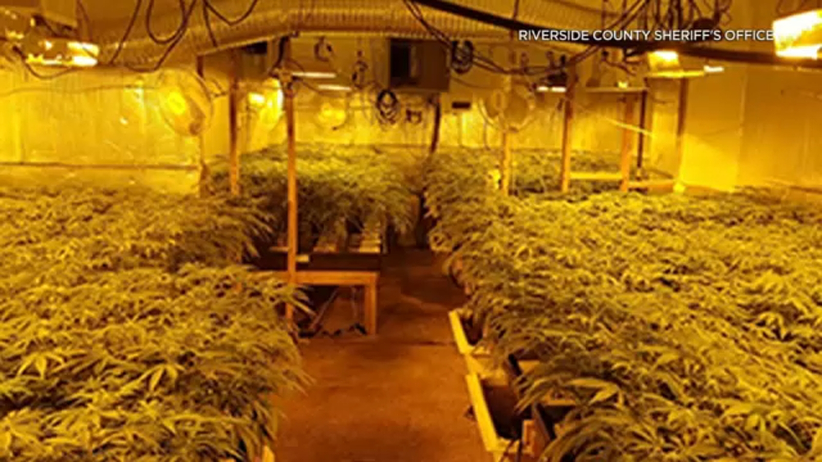 Perris police make huge marijuana bust after call from concerned