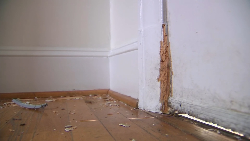 Squirrel breaks into, damages Atlanta home