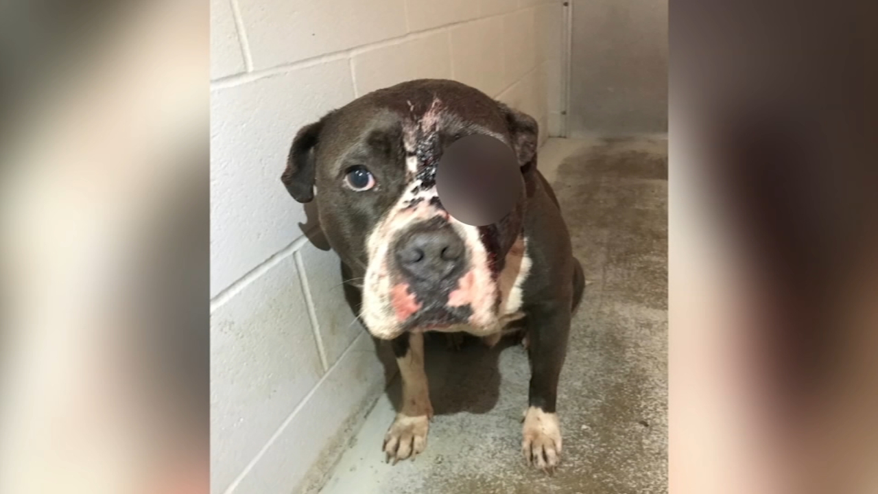 Dog found shot in face at Richmond park