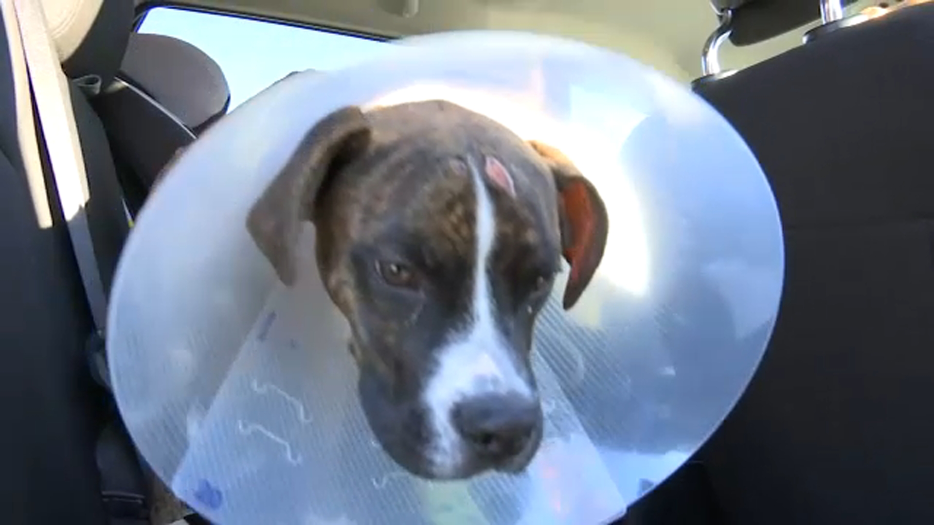 Horrified Fayetteville pet owners claim pet sitter left their dogs malnourished, sickly