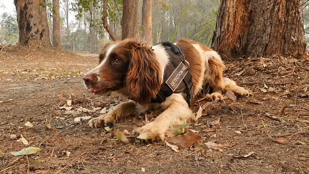 Meet one of the dogs saving koalas from Australian wildfires