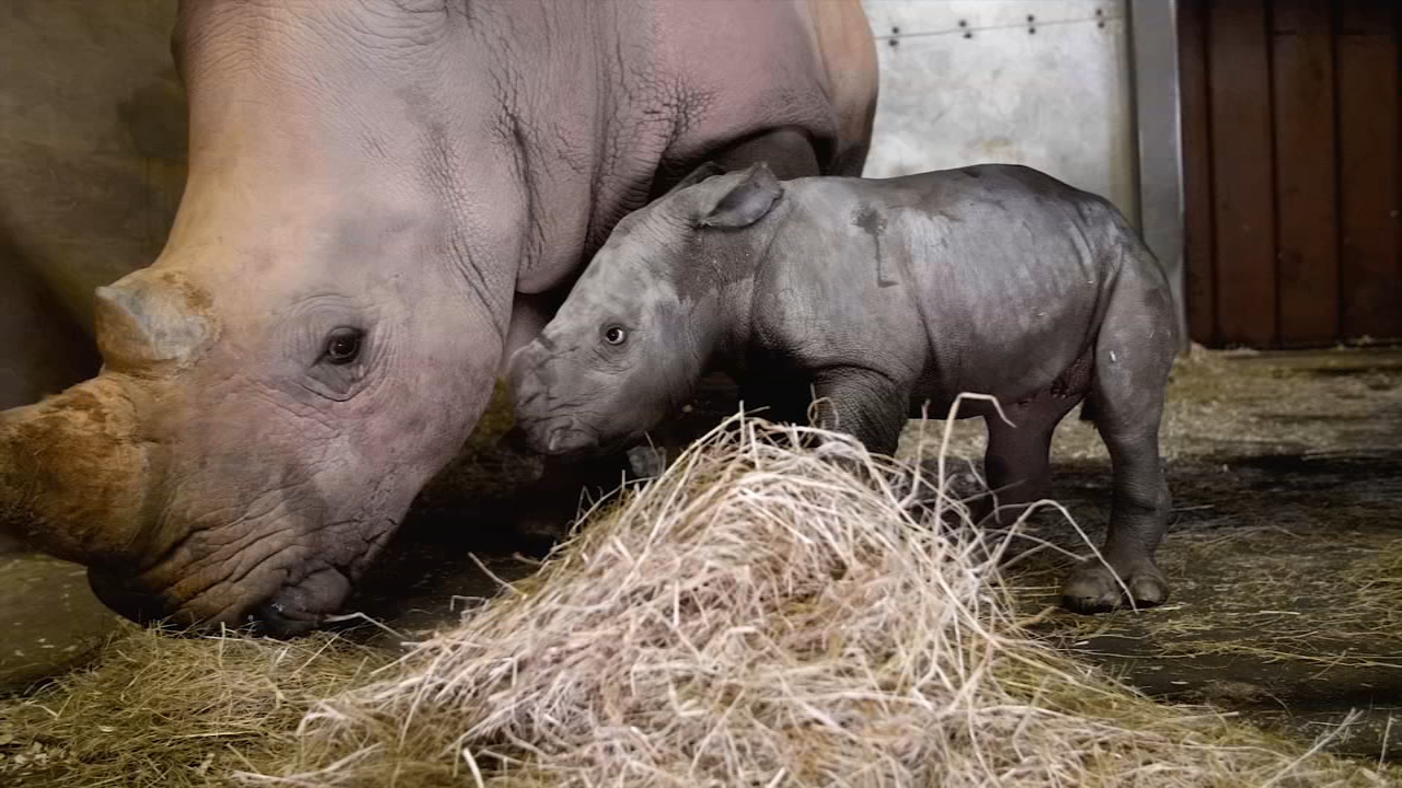 Baby rhino born at NC Zoo