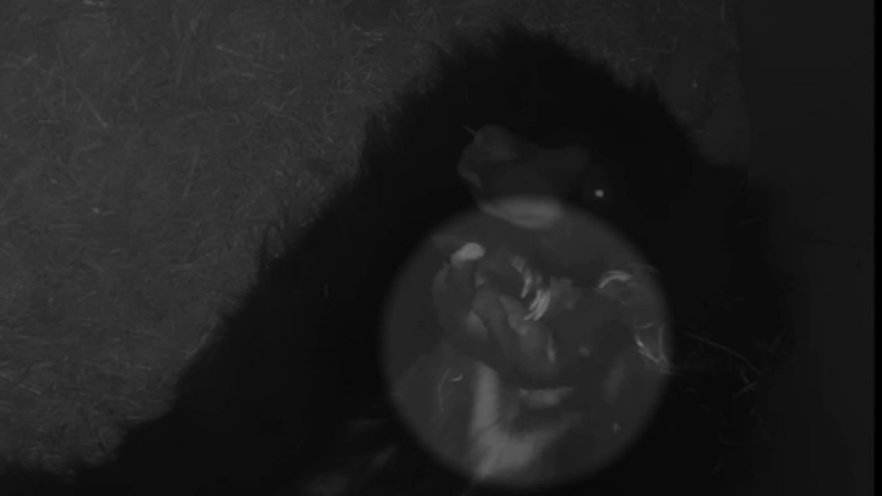 Philadelphia Zoo welcomes adorable sloth bear cub