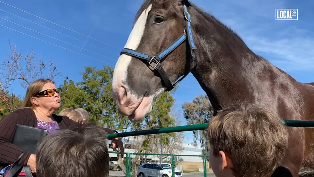 This Express Clydesdales featured in the Rose Parade, is joining a therapy ranch!