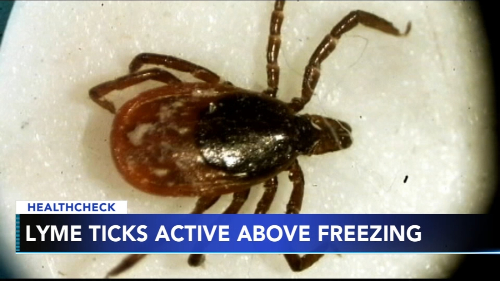 Even in winter, Lyme ticks can be a threat 6abc Philadelphia