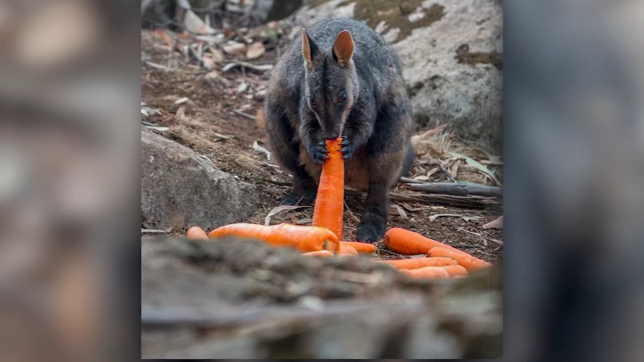 Aircraft drop food for starving animals