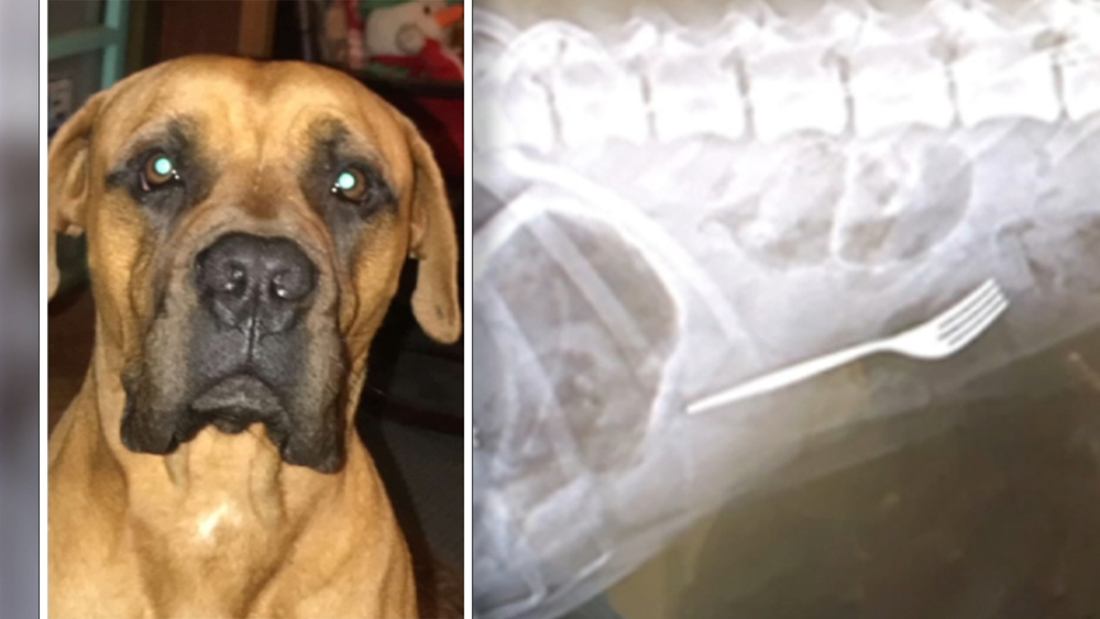 Dog underwent emergency surgery after swallowing fork