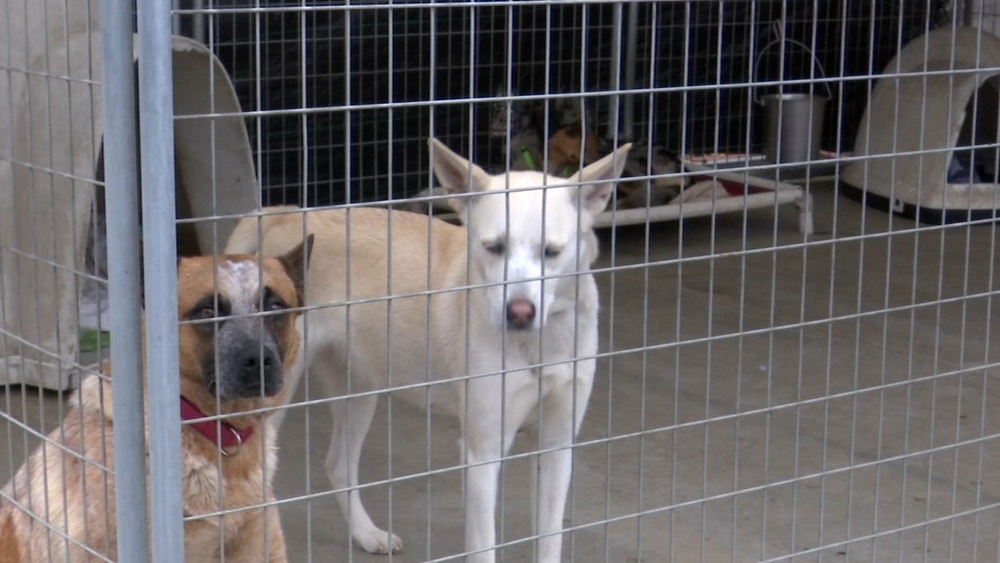 Gov. Newsom aiming to prevent deaths of animals in CA shelters