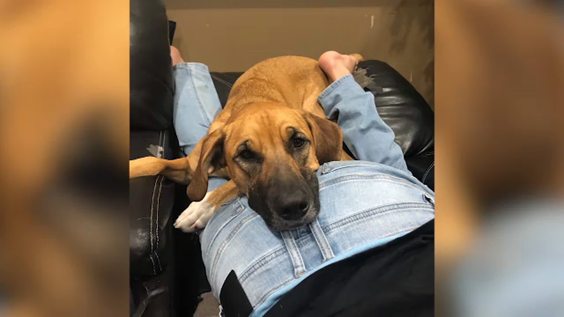 Barrington family of young cancer patient searching for missing dog