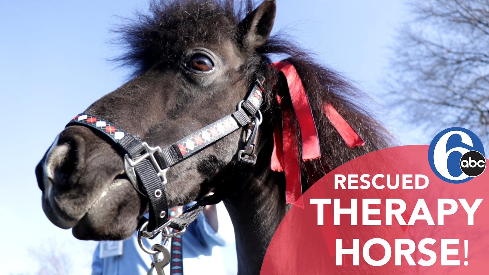 Meet the rescued therapy horse who visits local hospital patients