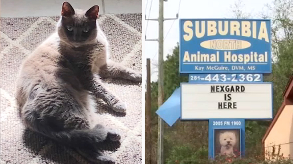 Cat accidentally gets euthanized during vet visit, family says