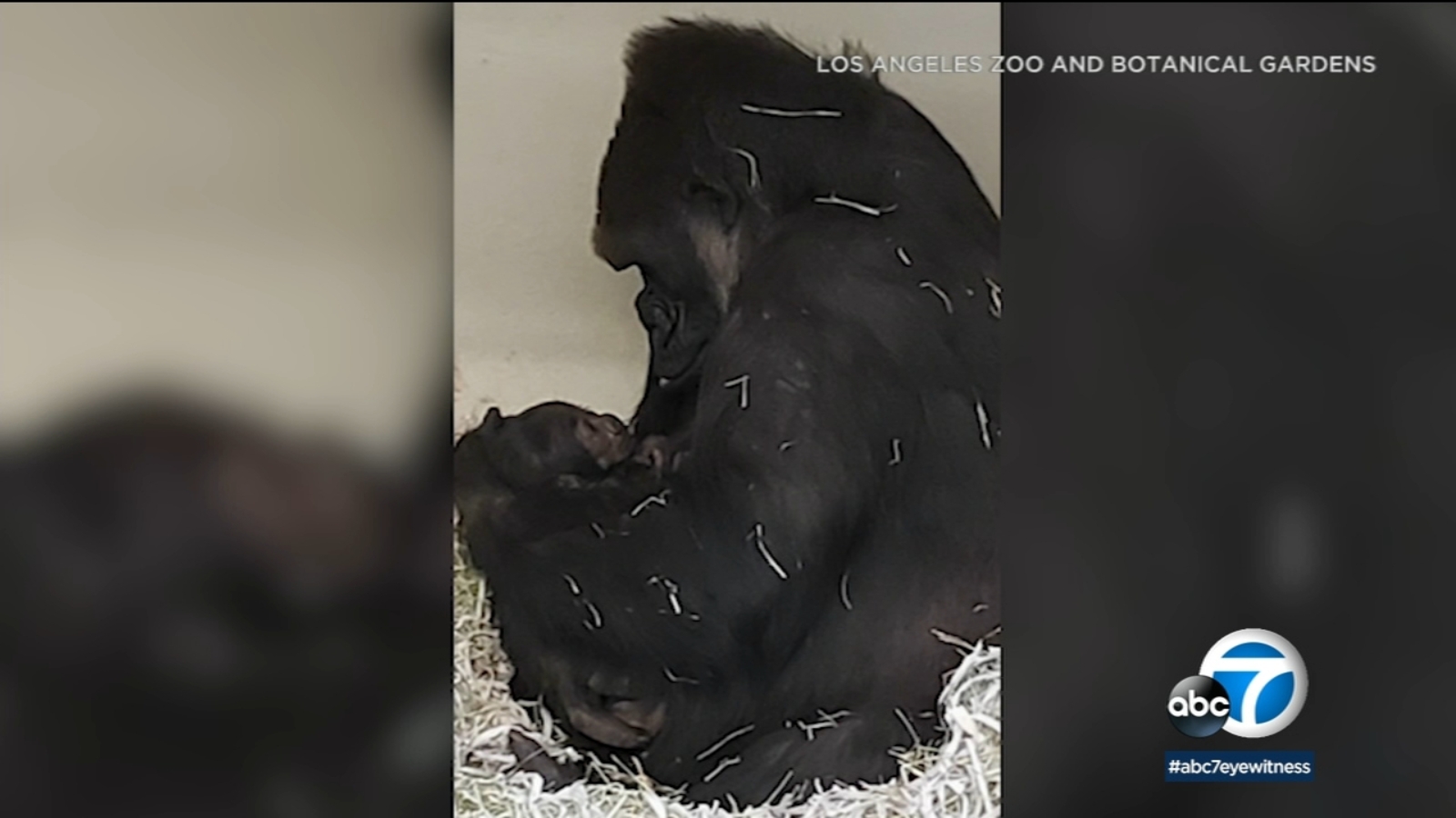 Baby gorilla born at LA Zoo for first time in over 20 years ABC7 Los(01)