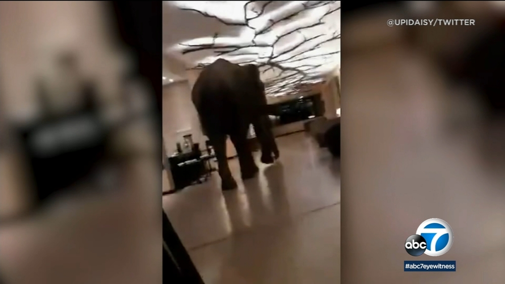 Elephant strolls through Sri Lanka hotel - video