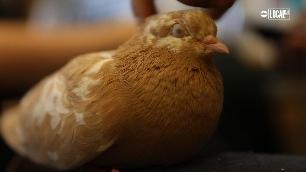A day in the life of NYC's hospital for wild birds