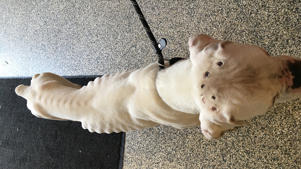 what does a cigarette burn look like on a dog Malnourished dog with burn marks on its head abandoned in Valley Stream