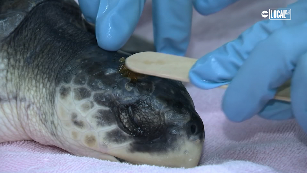 Volunteers rescue record number of turtles on Long Island