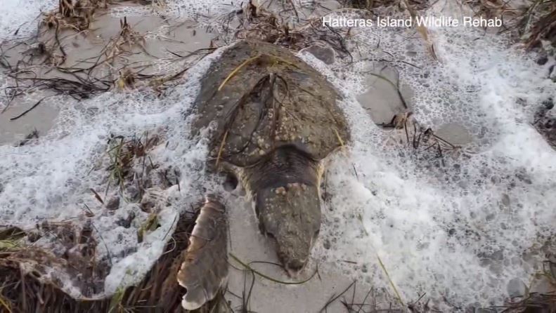 Rescuers are working to save dozens of turtles in North Carolina
