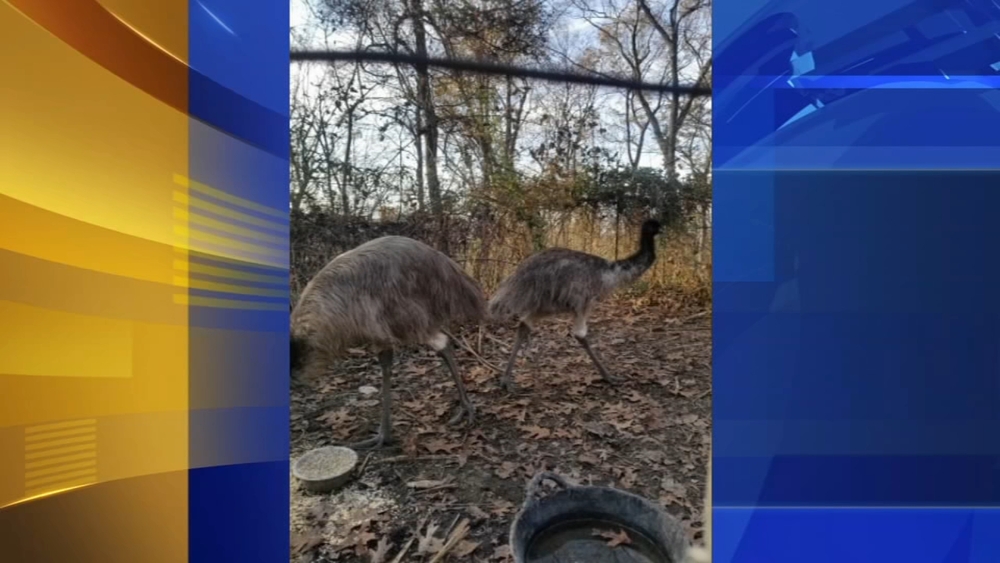 Owner offers reward for safe capture of escaped Northampton County emu