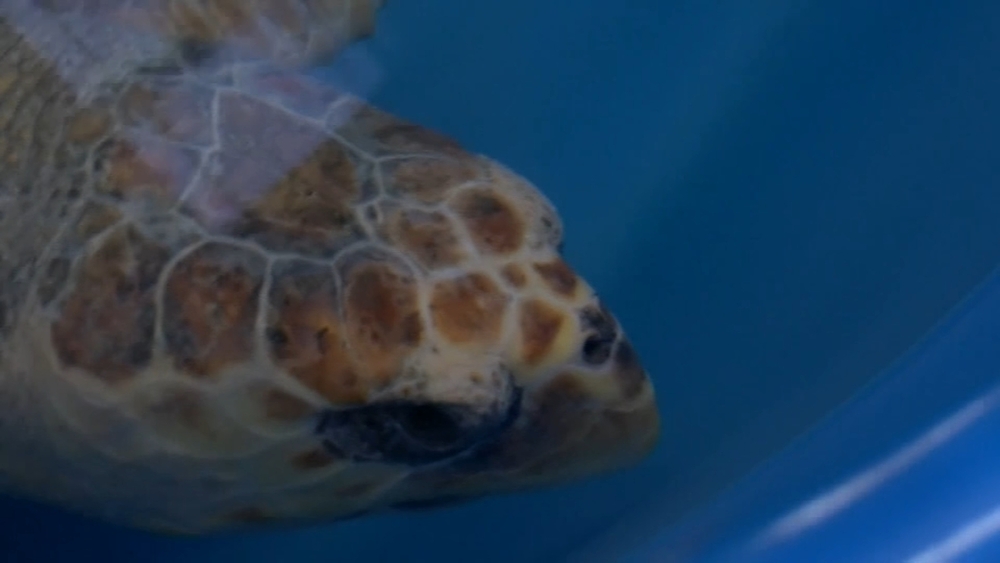 Cold sends more sea turtles to rehab than ever before