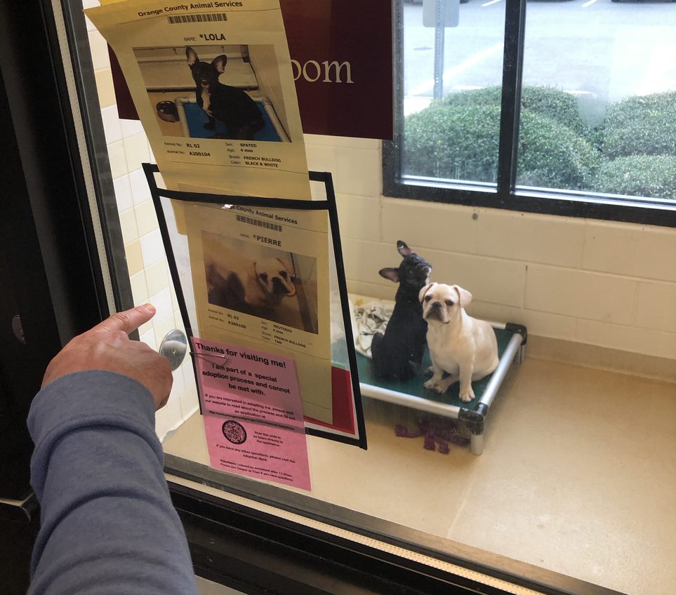 PHOTOS: Dogs seized in Orange County animal cruelty case up for ...
