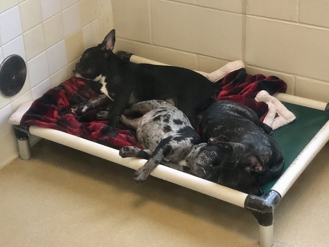 PHOTOS: Dogs seized in Orange County animal cruelty case up for ...