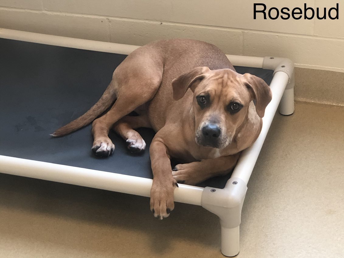 PHOTOS: Dogs seized in Orange County animal cruelty case up for ...