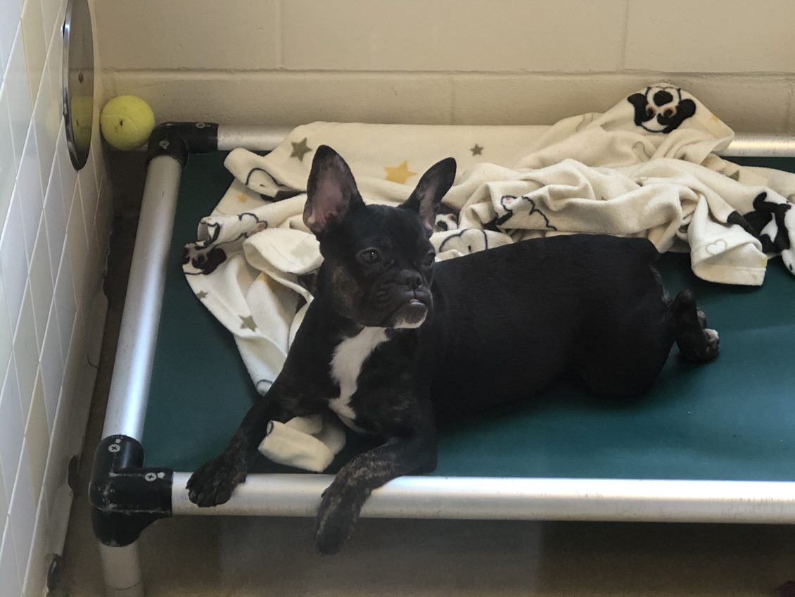PHOTOS: Dogs seized in Orange County animal cruelty case up for ...