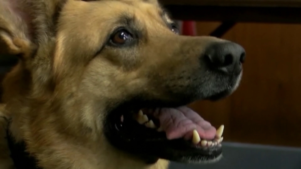 Police K-9 challenging incumbent goat in mayoral pet race in Vermont